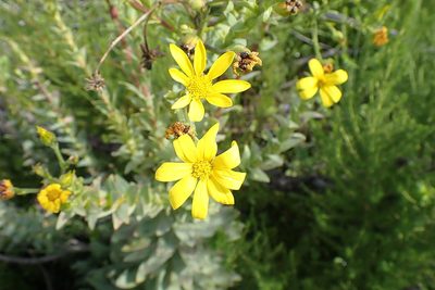 Osteospermum corymbosum, photographed by Di Turner