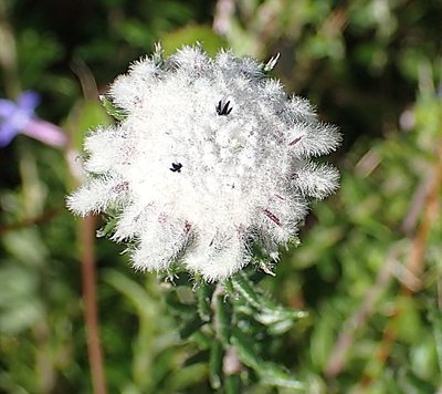 Phylica curvifolia, photographed by Di Turner