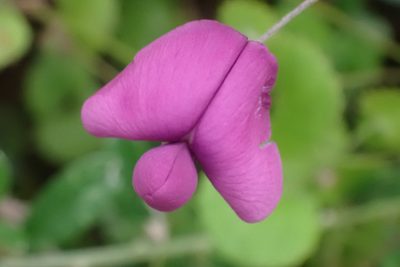 Podalyria buxifolia, photographed by Di Turner