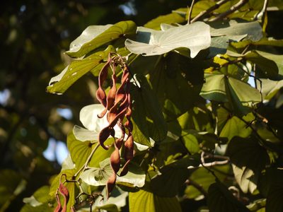 Piliostigma foveolatum, photographed by Dinesh Valke