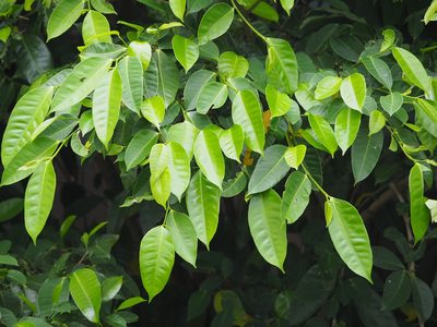 Ficus virgata, photographed by 葉子