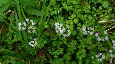 Sanicula orthacantha, photographed by koala0090