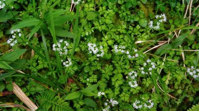 Sanicula orthacantha, photographed by koala0090