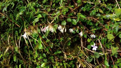 Ainsliaea henryi, photographed by koala0090
