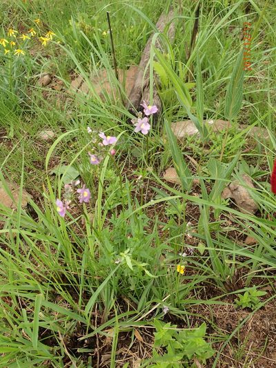 Nemesia denticulata, photographed by Peter Warren