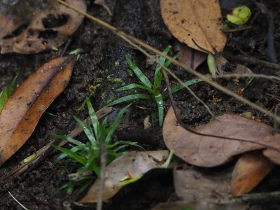 Eriocaulon nepalense, photographed by 葉子