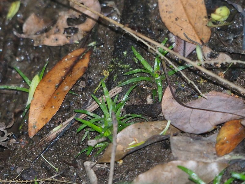 Eriocaulon nepalense, photographed by 葉子