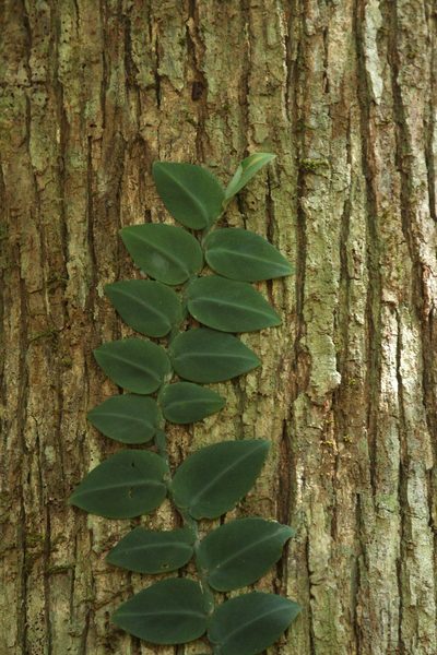 Rhaphidophora hayi, photographed by Tim Lenz