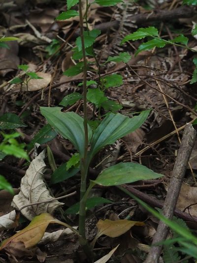 Erythrodes chinensis, photographed by 葉子