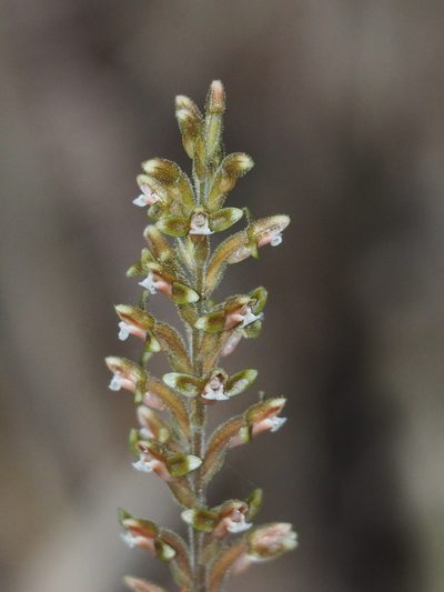 Erythrodes chinensis, photographed by 葉子