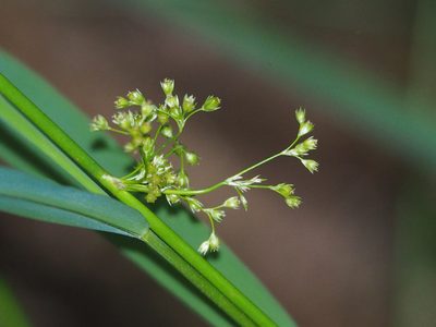 Juncus decipiens, photographed by 葉子