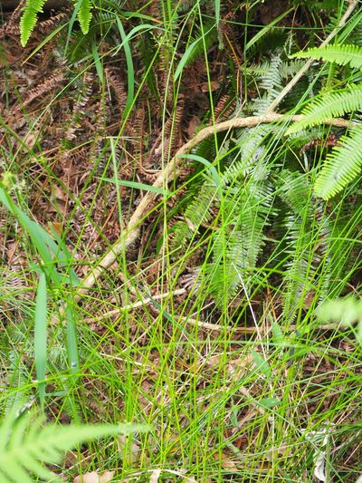 Juncus decipiens, photographed by 葉子