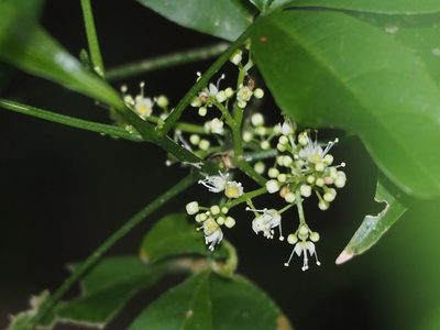 Melicope pteleifolia, photographed by 葉子