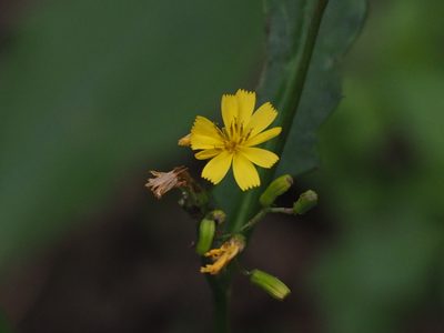 Ixeridium laevigatum, photographed by 葉子