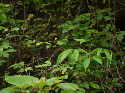 Wrightia arborea, photographed by Dinesh Valke