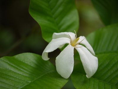 Gardenia resinifera, photographed by Dinesh Valke