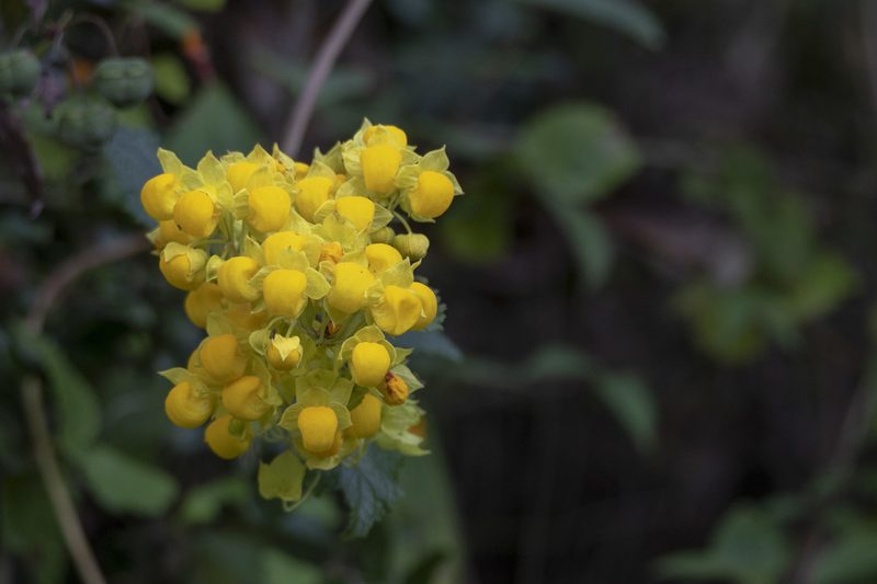 Calceolaria flexuosa, photographed by David F. Belmonte