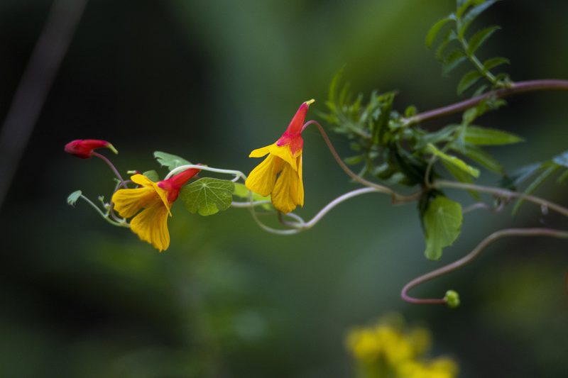 Tropaeolum tuberosum, photographed by David F. Belmonte