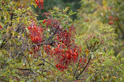 Erythrina falcata, photographed by David F. Belmonte