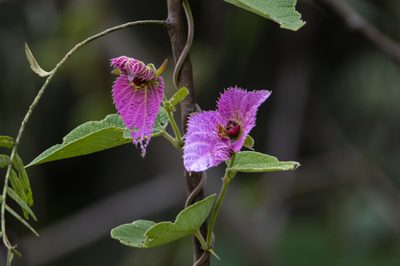 Dalechampia aristolochiifolia, photographed by David F. Belmonte