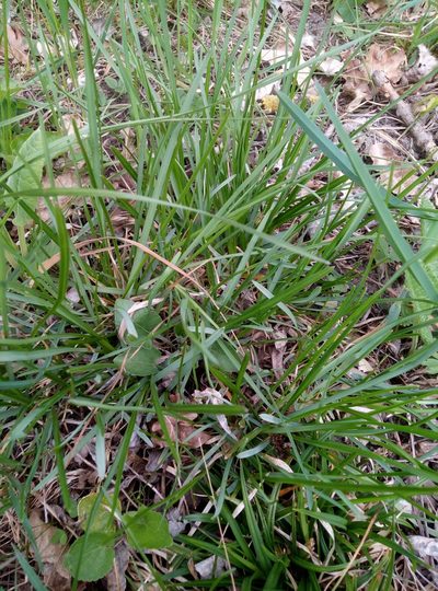 Sesleria uliginosa, photographed by Martin Jung