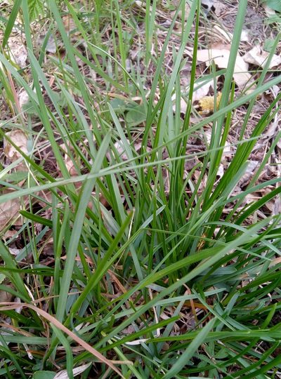 Sesleria uliginosa, photographed by Martin Jung