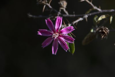 Barnadesia arborea, photographed by David F. Belmonte