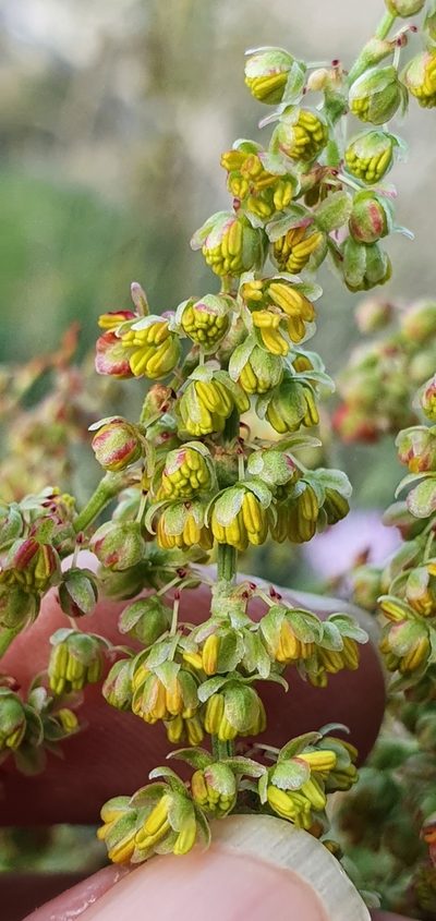 Rumex thyrsoides, photographed by Mehdi Chetibi