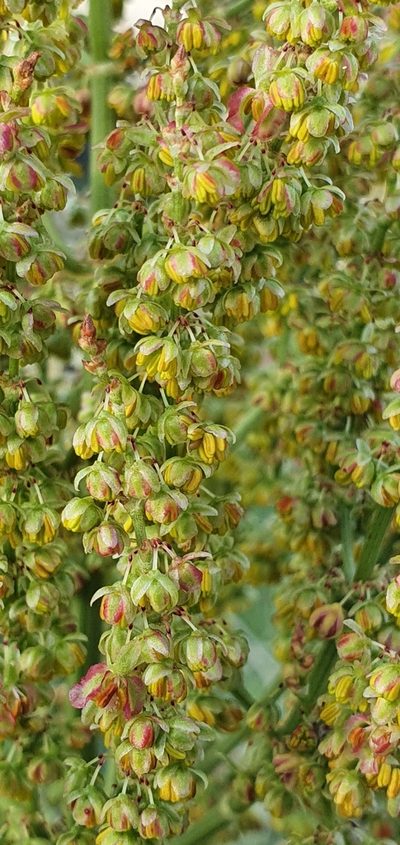 Rumex thyrsoides, photographed by Mehdi Chetibi