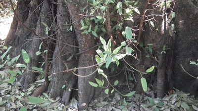 Ficus salicifolia, photographed by Shaun Swanepoel
