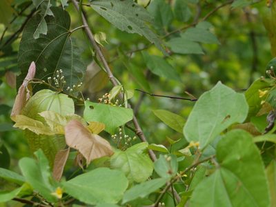 Grewia tiliifolia, photographed by Dinesh Valke