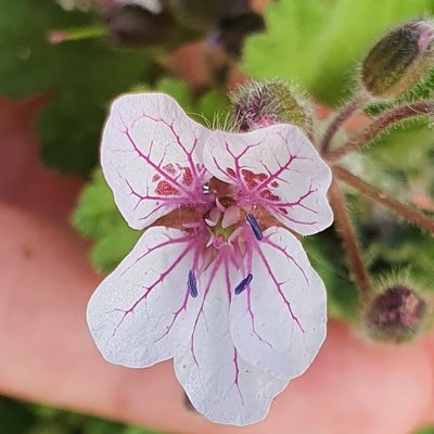 Erodium trifolium, photographed by Mehdi Chetibi