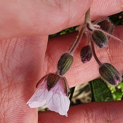 Erodium trifolium, photographed by Mehdi Chetibi
