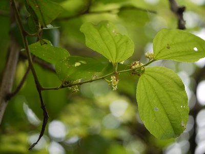 Ziziphus xylopyrus, photographed by Dinesh Valke