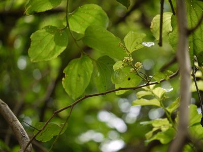 Ziziphus xylopyrus, photographed by Dinesh Valke