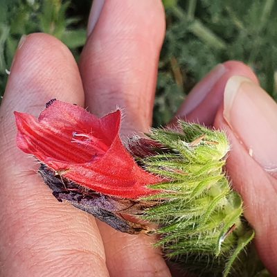 Echium creticum, photographed by Mehdi Chetibi