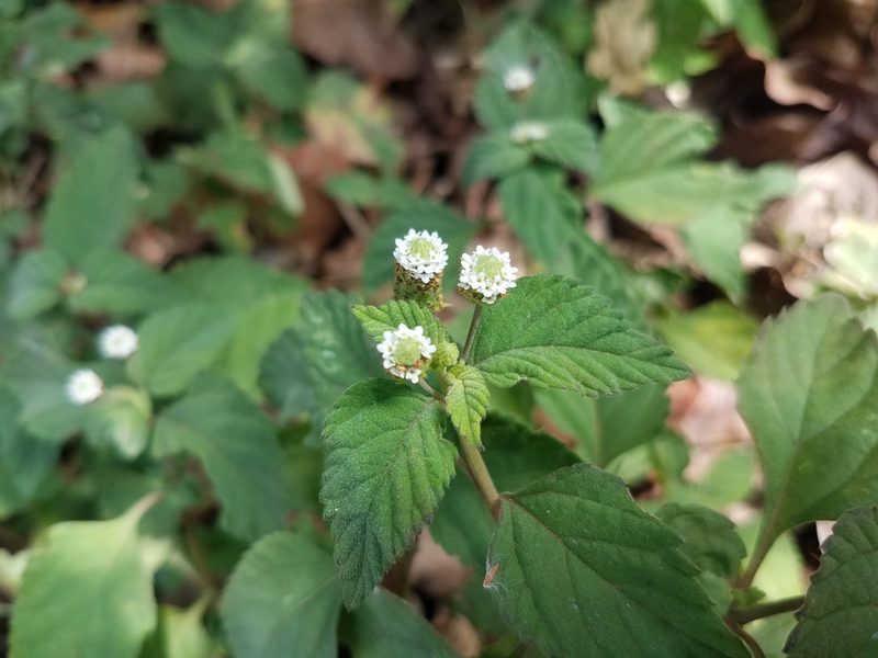 Lippia dulcis, photographed by geralg