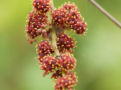 Ampelocissus latifolia, photographed by Dinesh Valke