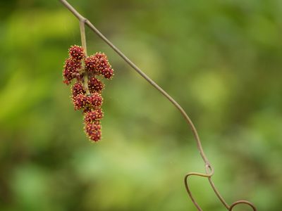 Ampelocissus latifolia, photographed by Dinesh Valke