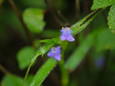 Cyanotis axillaris, photographed by Dinesh Valke