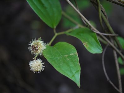 Smilax ovalifolia, photographed by Dinesh Valke