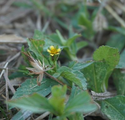 Heterosperma ovatifolium, photographed by florsoteras