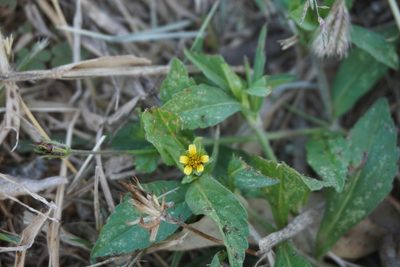 Heterosperma ovatifolium, photographed by florsoteras