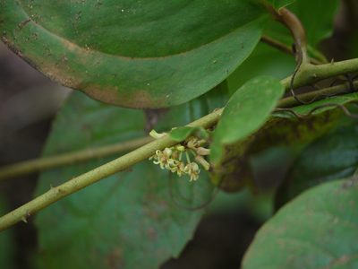 Smilax ovalifolia, photographed by Dinesh Valke