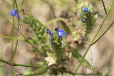 Anchusa hybrida, photographed by Eleftherios Katsillis