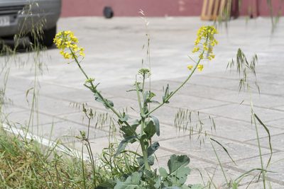 Brassica oleracea, photographed by Eleftherios Katsillis