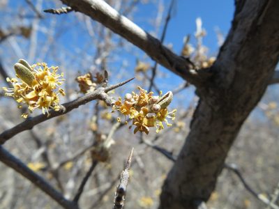 Shepherdia argentea, photographed by dghjertaas