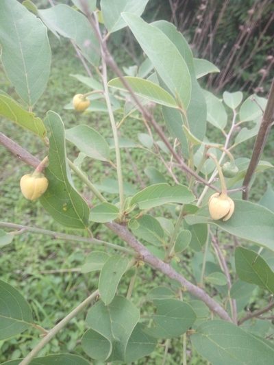 Annona senegalensis, photographed by Sunday Berlioz KAKPO