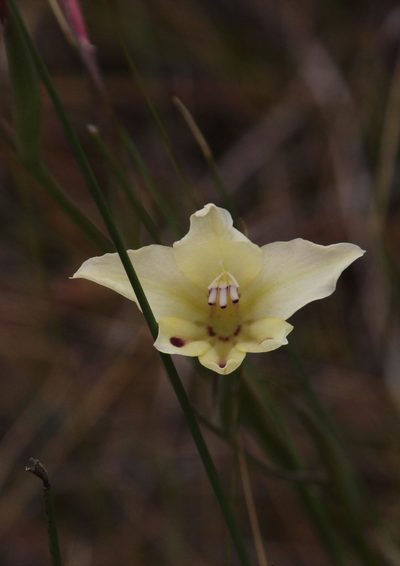 Gladiolus angustus, photographed by Tony Rebelo