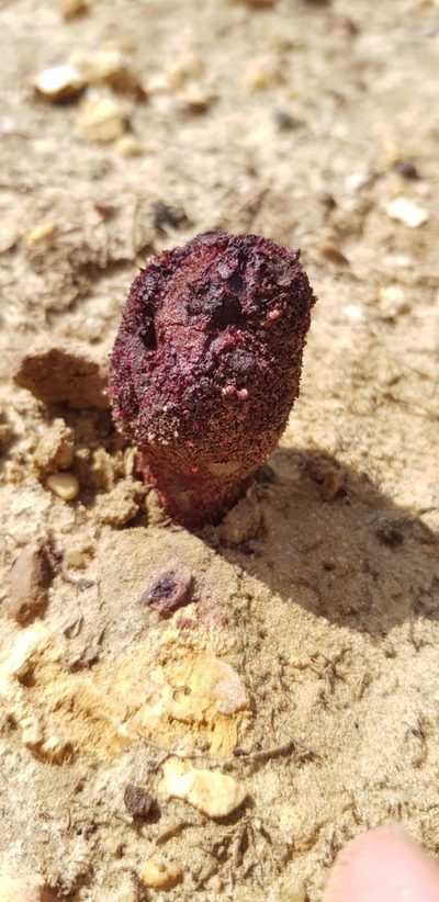 Cynomorium coccineum, photographed by Mariana Nunes